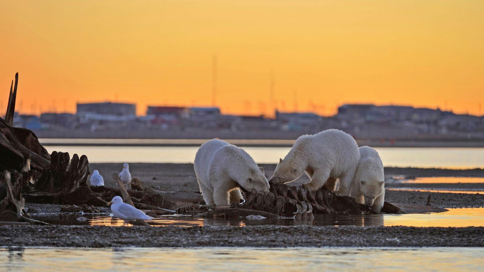 More polar bears are approaching human sites as the climate warms, and it's not just the skinny ones