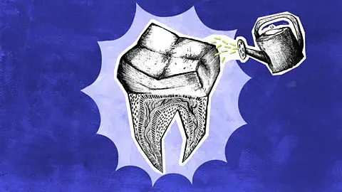 Scientists are regrowing human teeth