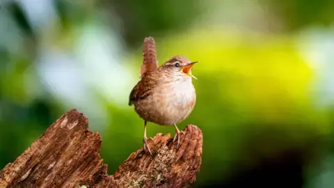 Secrets of birdsongs' 'spectacular diversity' revealed