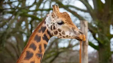 Marwell Zoo and University of Surrey launch AI camera project