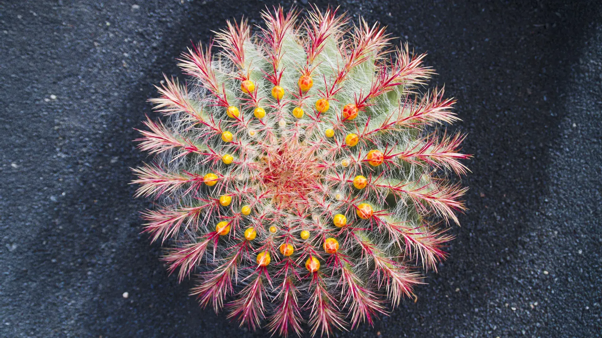 Cacti are evolving shockingly fast and scientists just learned why