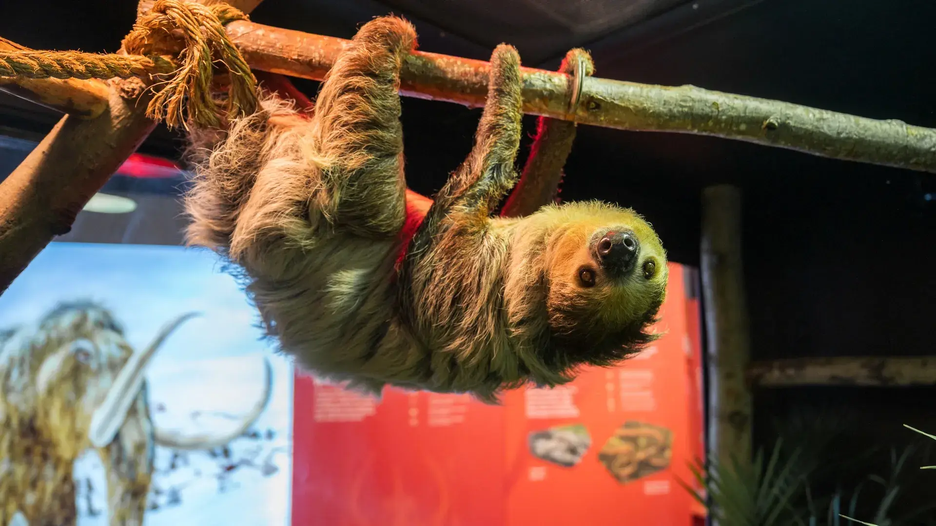 A live two-toed sloth is coming to Richmond's Science Museum