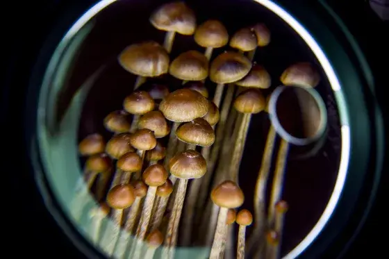 Science gets closer to understanding how a psychedelic trip changes the brain