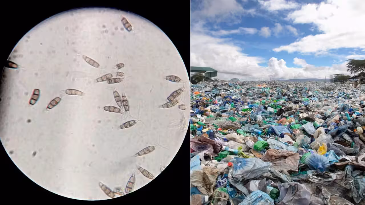 Scientists discovered a plastic-eating fungus in the Amazon rainforest that survives without oxygen and c